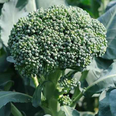 Brocoli 'Ramoso Riccio di Sarno'