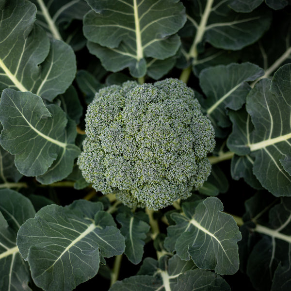 Brocoli