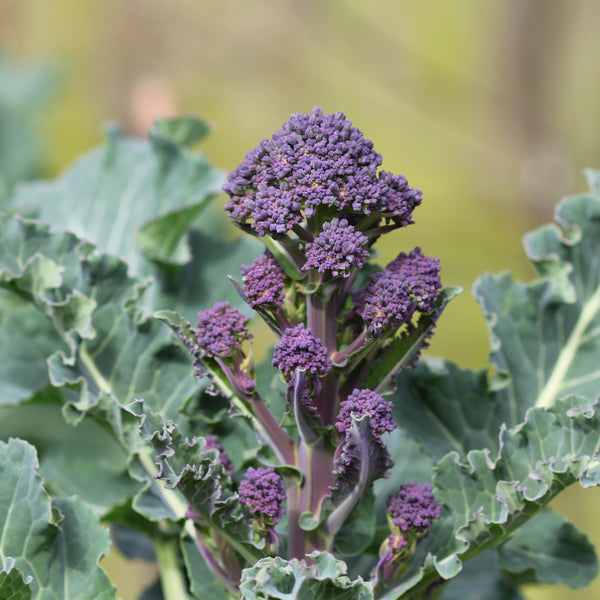 Broccoli Purple Peacock 