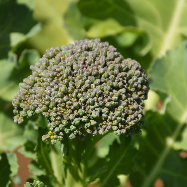 Organic Broccoli 'De Cicco'