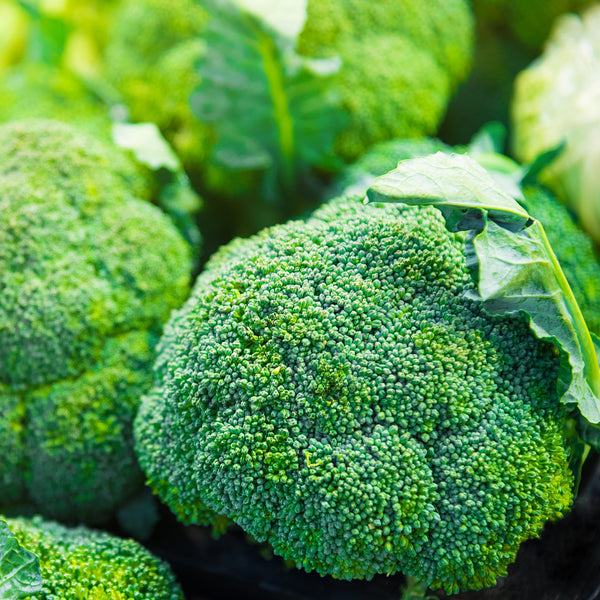 Organic 'Green Sprouting' Broccoli