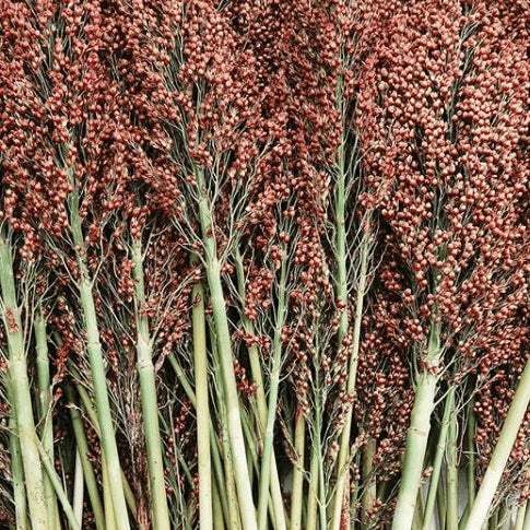 Organic sorghum 'Broomcorn'