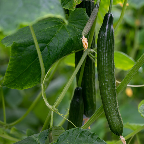 Cucumber Burpless No. 26 F1 organic