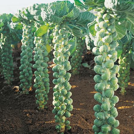 Brussels sprouts 'di Bruxelles'