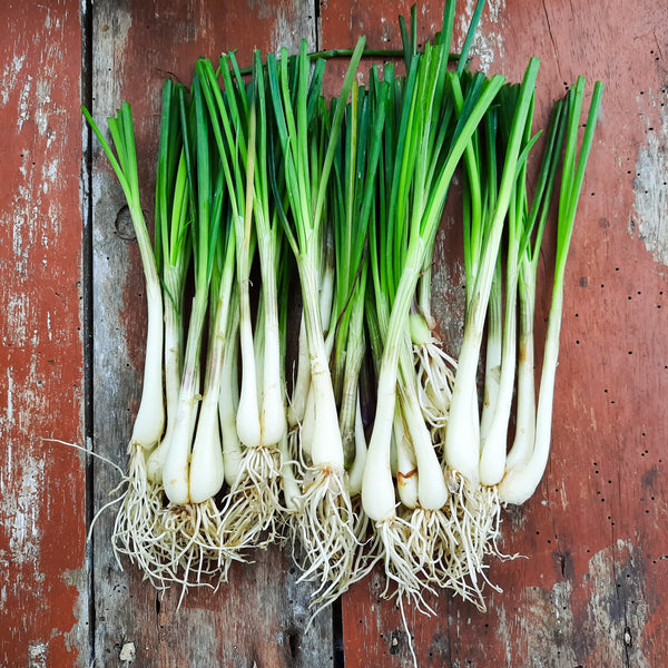 Bunching onion