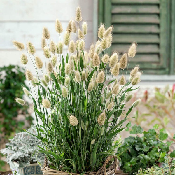 Ornamental grass 'Lagure'