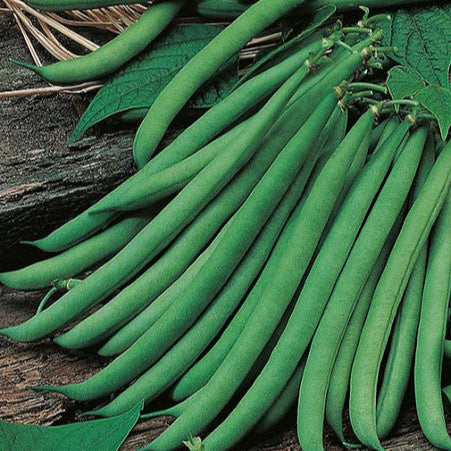 Bush bean 'Allure' - Stringless