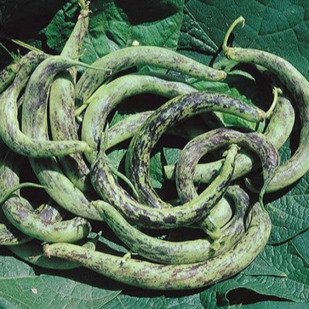 Bush Bean 'Anellino Di Trento'