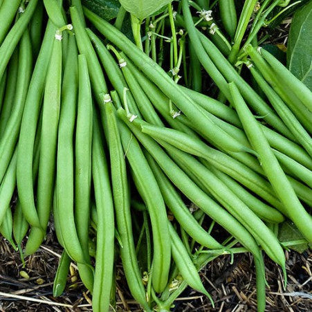 Bush bean 'Bagnols' - Stringless