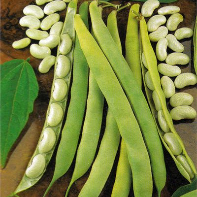 Bush bean 'Cannellino'