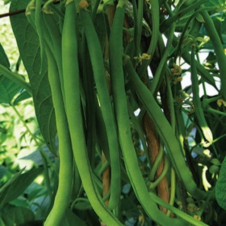 Bush bean 'Harvester - stringless'