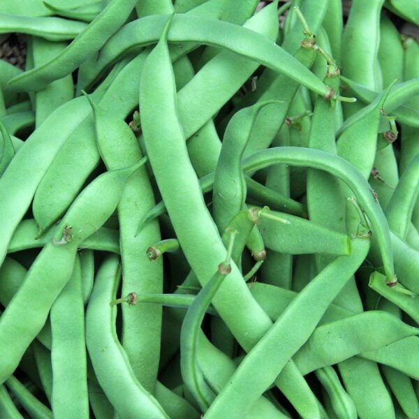 Bush bean 'Marconi SB'