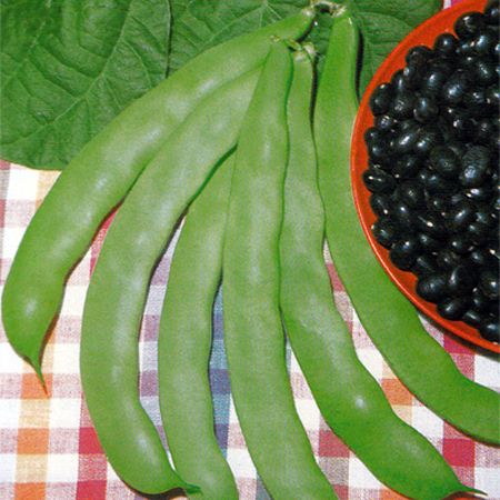 Bush bean 'Marconi S.N.'