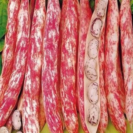 Bush bean 'Romano Gellert'