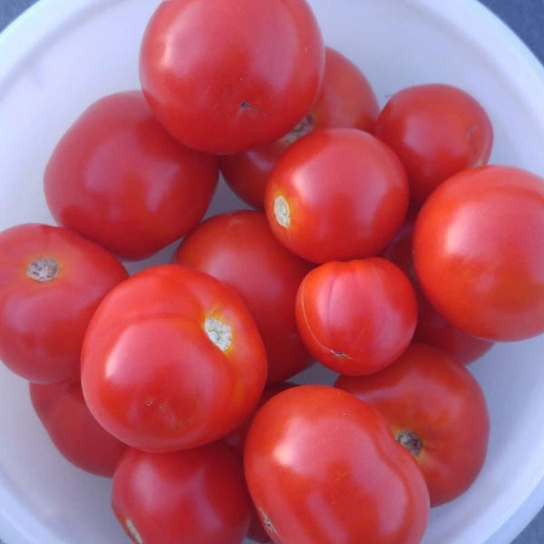 Tomato 'Bush Beefsteak' organic