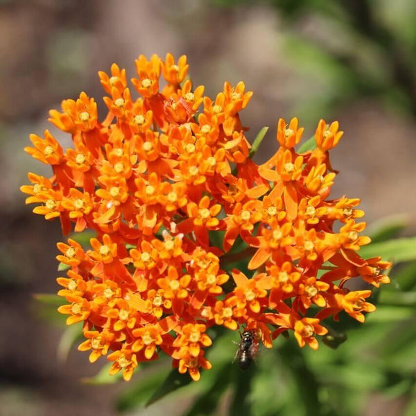 Asclépiade 'Butterfly Weed'