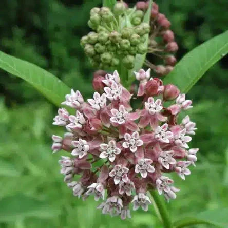 Common Milkweed