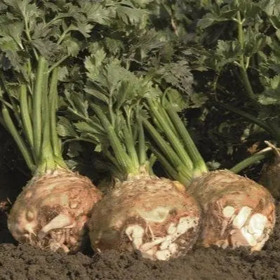 Celeriac 'Balena' organic