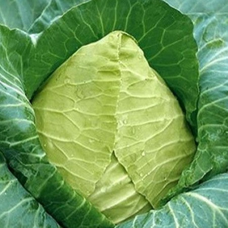 Cabbage 'Big Oxheart Cuor di Bue'