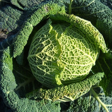 Savoy Winter Cabbage 'Di Piacenza'