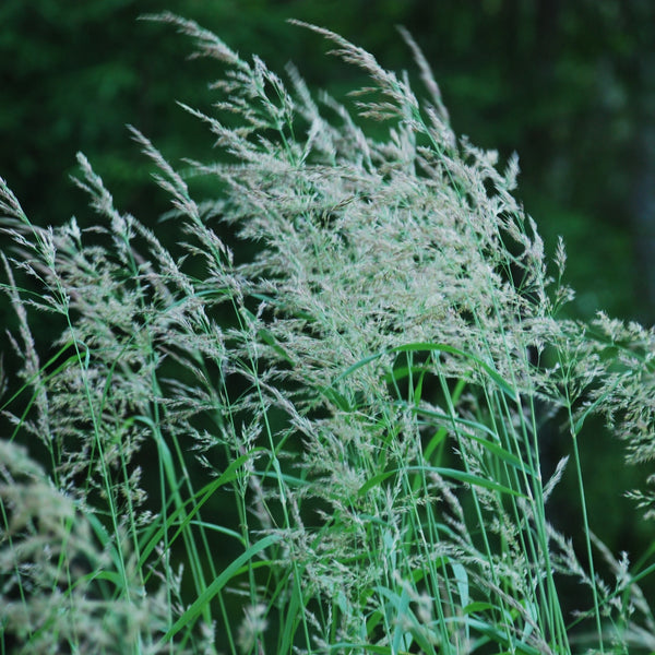 Canada Reed-grass