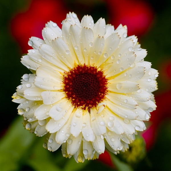 Calendula 'Snow Princess'