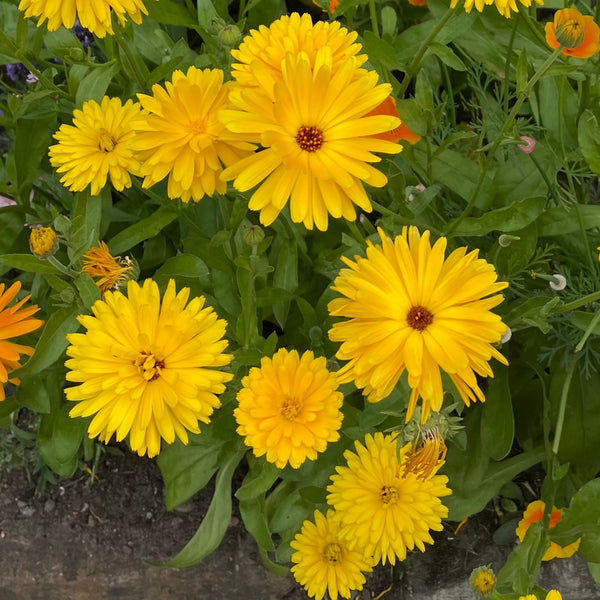 Organic calendula