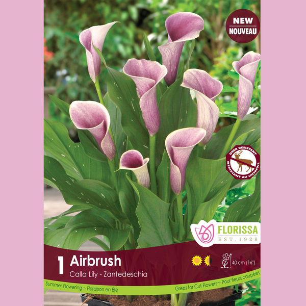 Calla 'Airbrush' (1 rhizome)