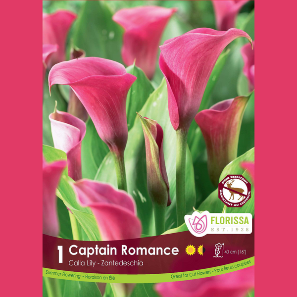 Calla 'Captain Romance' (1 rhizome)