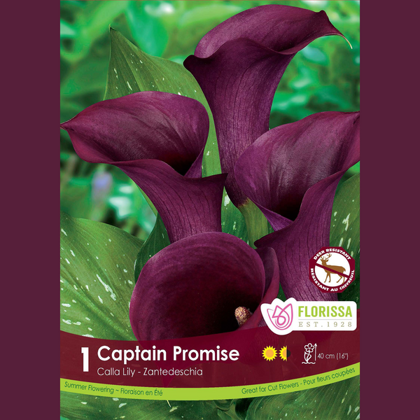 Calla 'Captain Promise' (1 rhizome)