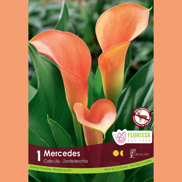 Calla 'Mercedes' (1 rhizome)