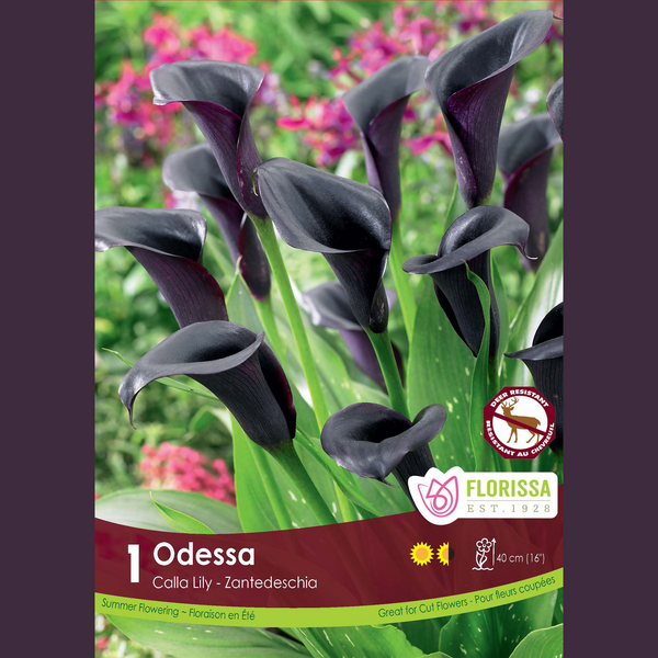 Calla 'Odessa' (1 rhizome)