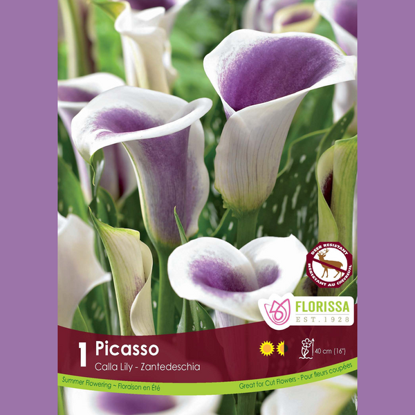 Calla 'Picasso' (1 rhizome)