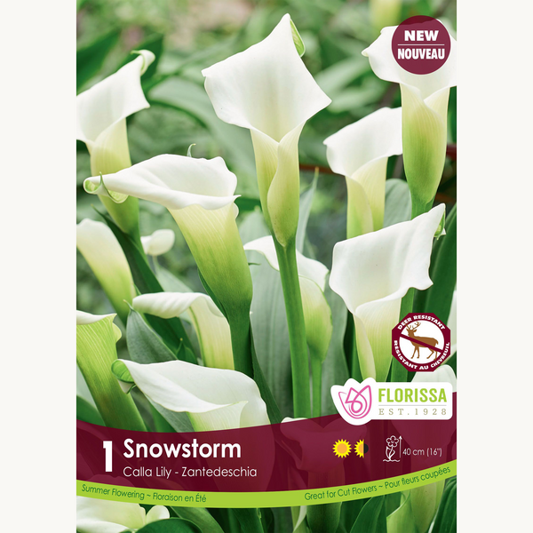 Calla 'Snow Storm' (1 rhizome)