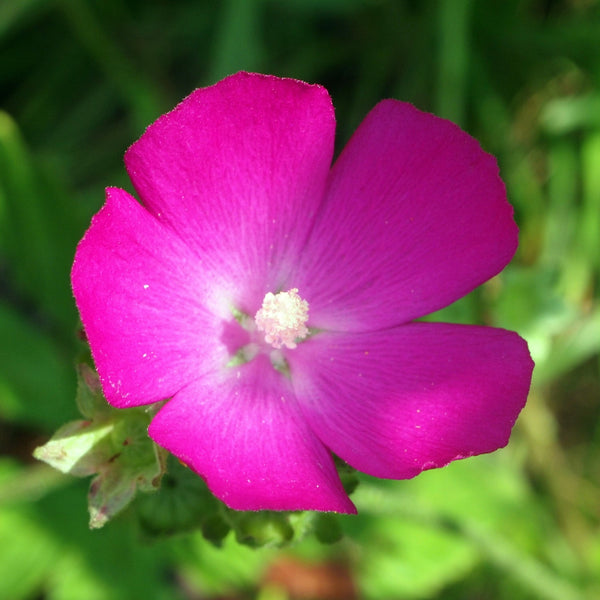 Callirhoe digitata