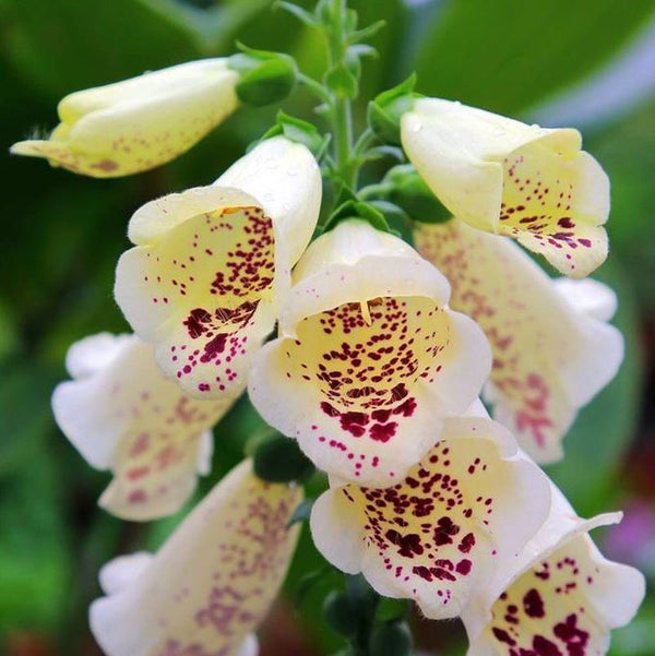 Digitalis 'Camelot Cream Pelleted' F1 organic