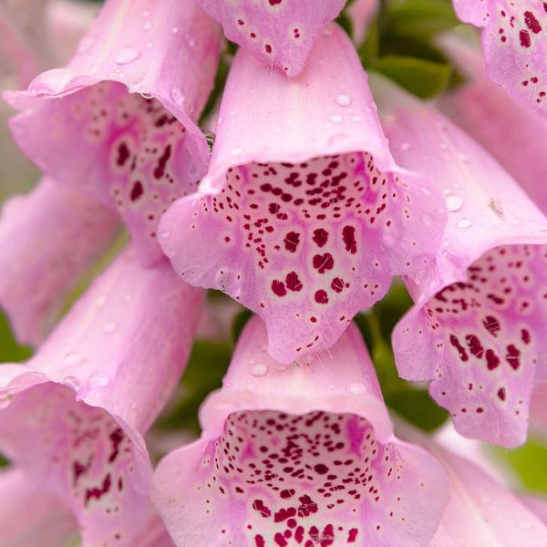 Digitalis 'Camelot Lavender Pelleted F1' oraganic