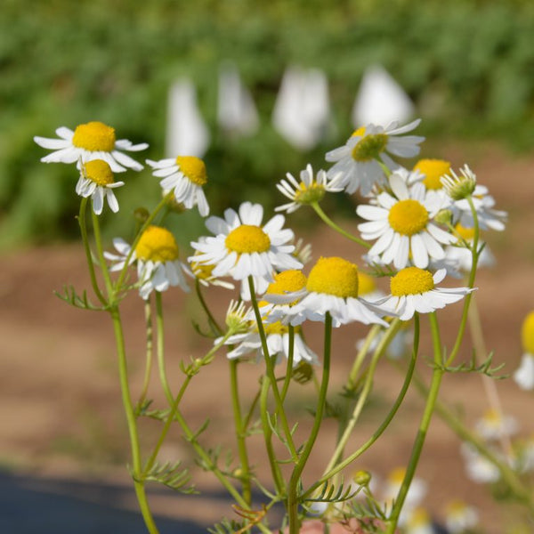 Organic 'German' chamomile