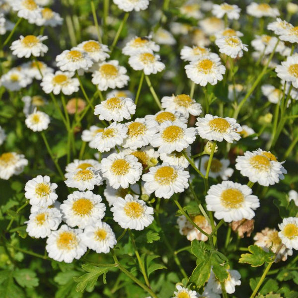 Organic chamomile