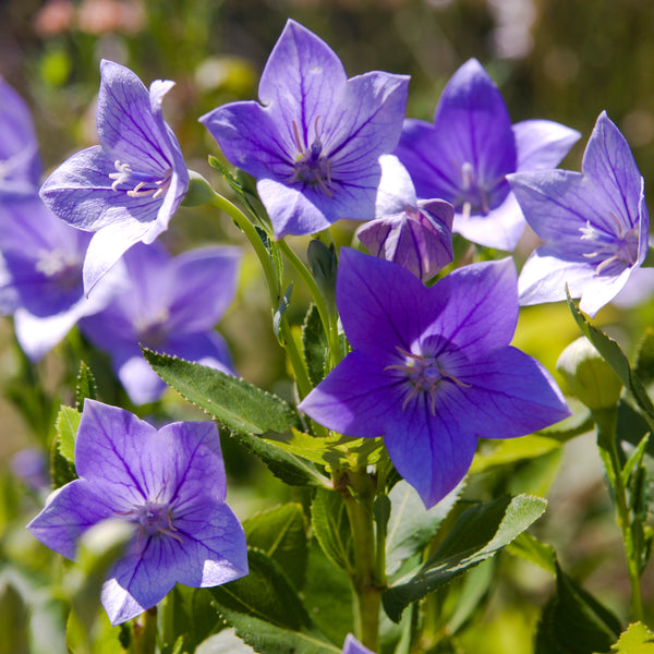 Campanule 'Rapido Blue' F1