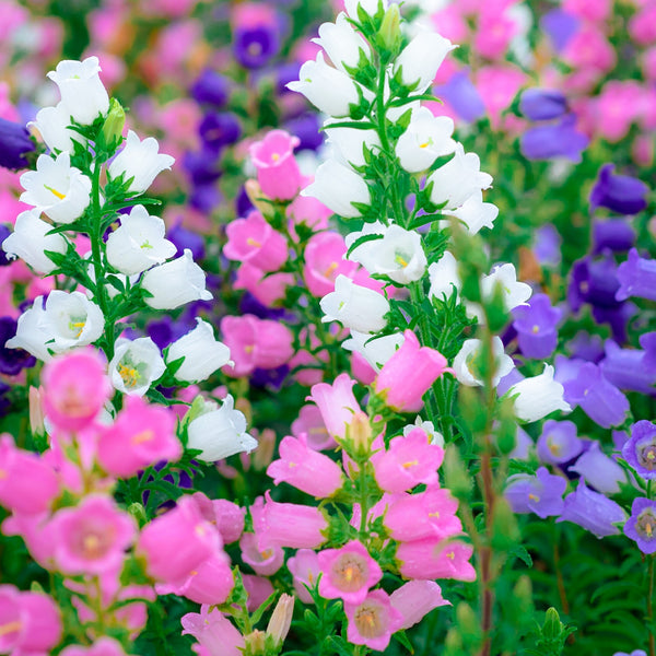 Canterbury Bellflower Mix