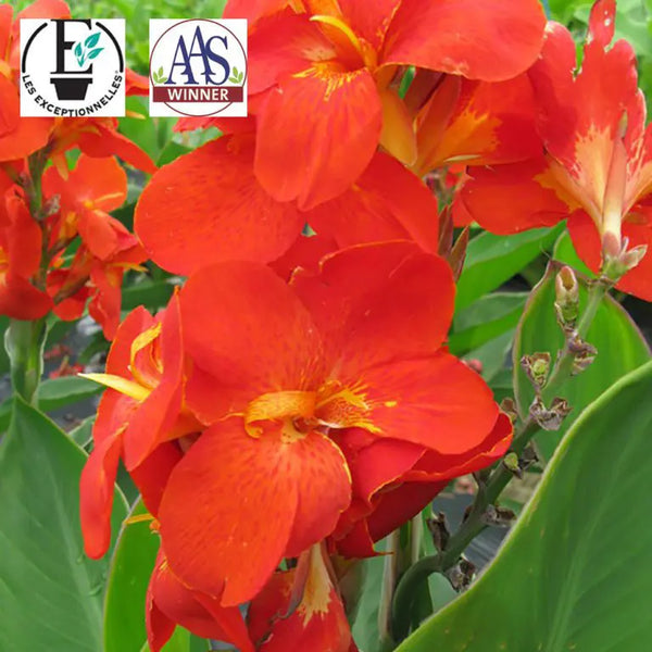 Canna 'South Pacific™ Scarlet' F1