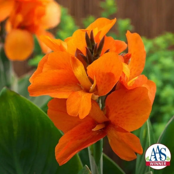 Canna 'South Pacific™ Orange' F1