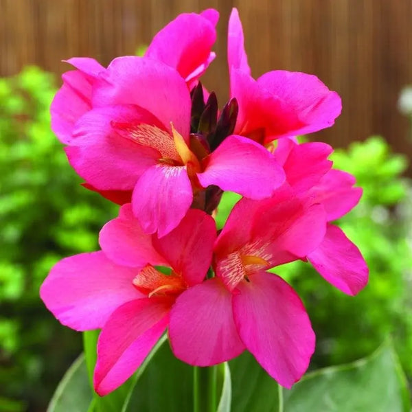 Canna 'South Pacific™ Rose' F1