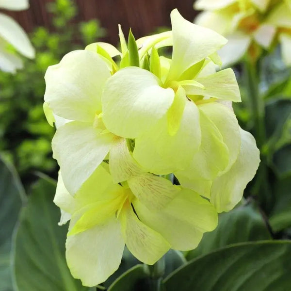 Canna South Pacific™ Ivory F1