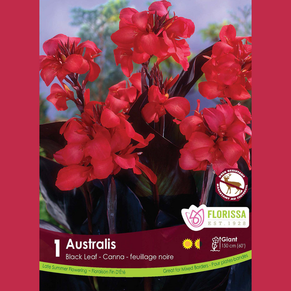 Canna 'Australis' (1 rhizome)