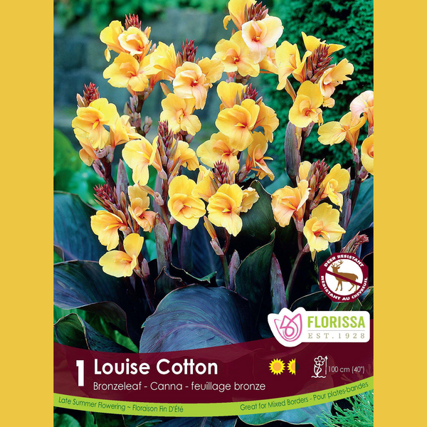 Canna 'Bronze Louise Cotton' (1 rhizome)