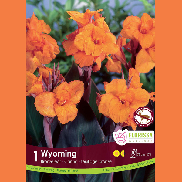 Canna 'Bronze Wyoming' (1 rhizome)