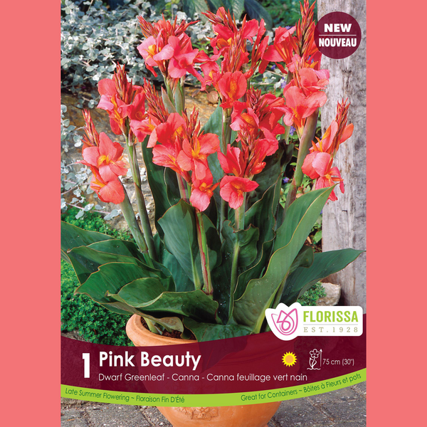 Canna 'Green Pink Beauty' (1 rhizome)