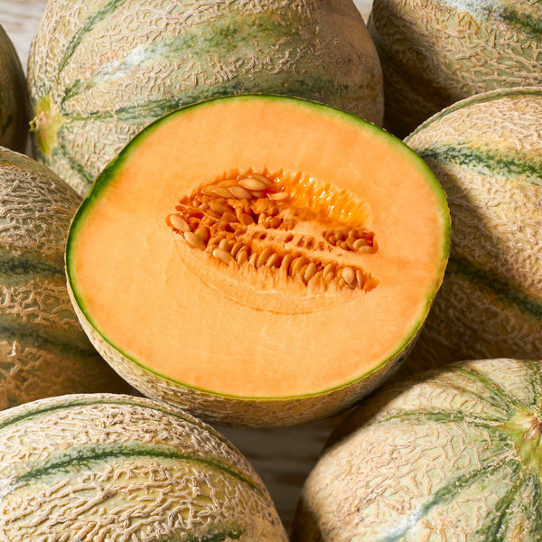 Cantaloup 'Honey Rock' bio